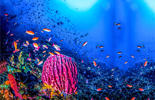 underwater marine life