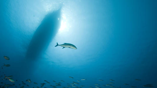 Marine Environment Protection Committee 81th Session (MEPC 81) Summary Report