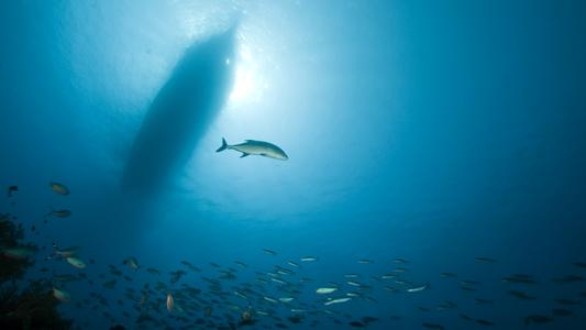 Marine Environment Protection Committee 82nd session (MEPC 82)  Summary Report