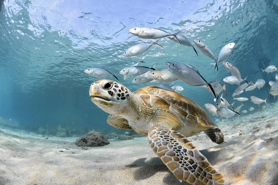 Underwater ocean